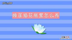 睡莲插花瓶里怎么养，为什么晚上会合拢