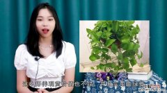 一棵绿萝七个鬼啥意思：关于绿萝招阴的说法是真的吗