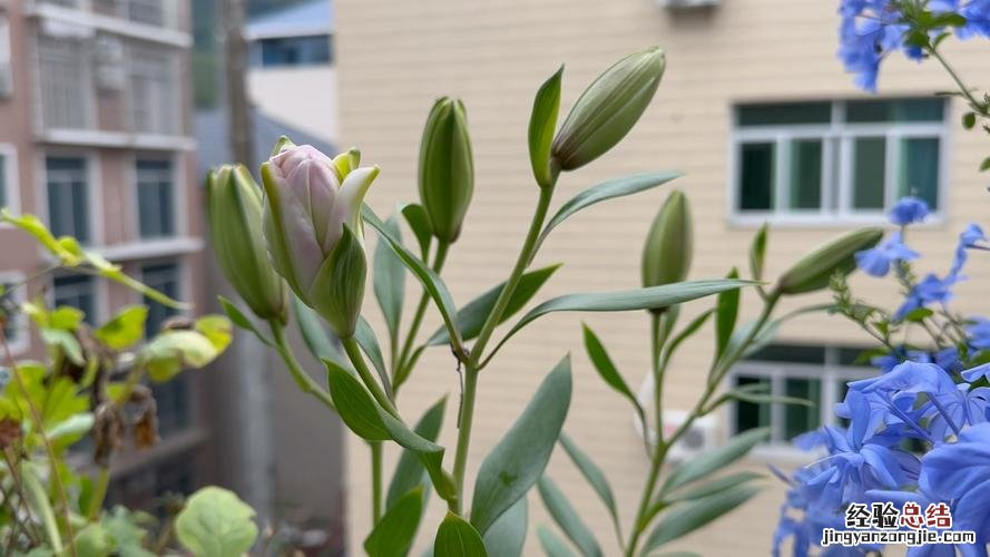 百合没有阳光能开花吗，花期需要晒太阳吗