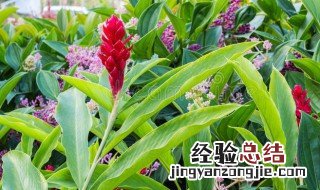 红丝姜花的养殖方法 红丝姜花的养殖方法视频