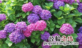 紫阳花养殖方法 紫阳花养殖方法与技术