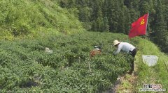 野山椒种植技术是什么