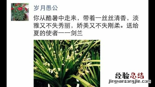 山野兰草怎么辨别