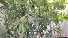 鹅掌柴 鸭脚木病害及防治方法