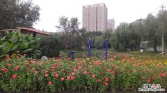 通化适合养什么花，市花和市树是什么