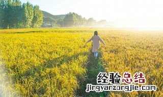 冬天水稻储存方法 怎么保存水稻
