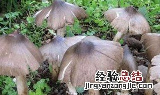 刚采的鸡枞菌怎么保鲜 新鲜鸡枞菌怎么保存