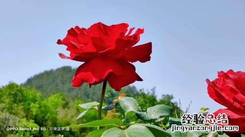 看了月季的这些名字,我只想打死起名的人