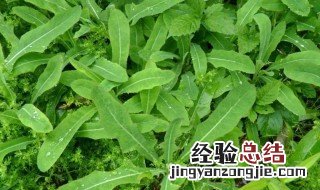 新鲜苦菜怎么保鲜 新鲜苦菜怎么保存