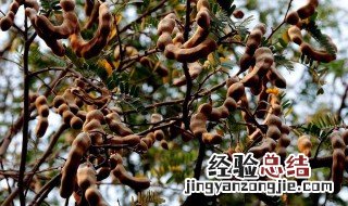 酸豆的种植方法 酸豆的种植方法介绍