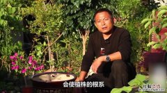 金鱼吊兰爆盆很简单，教你1招，长得快又开花多！