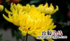 菊花的养殖方法 菊花如何养殖