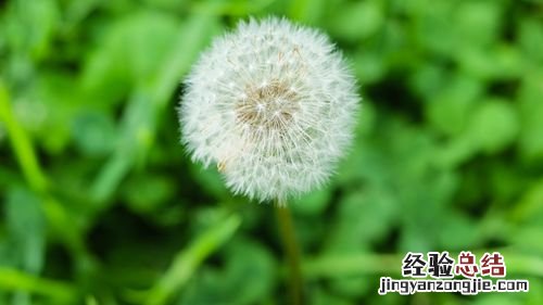 蒲公英的花像什么,是什么颜色