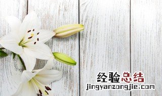 亚洲百合种植方法 亚洲百合的养殖方法和注意事项
