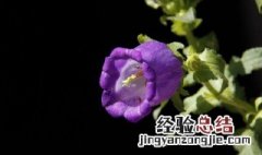 风铃花的栽培养护方法 风铃花的栽培养护方法图片