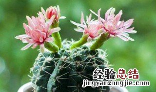 哪些植物适合放在室内 哪些植物适合放在室内窗台