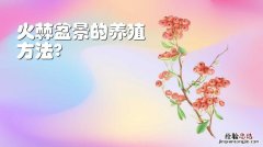 火棘怎么繁殖