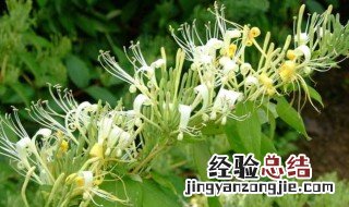 金银花种植方法 金银花种植方法简单介绍