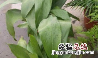 一叶兰怎么样长的快 怎样让一叶兰长得茂盛