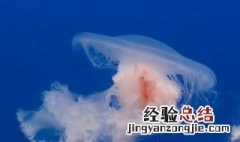 海蜇怎样去咸味 海蜇怎么去咸味