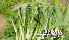 菜苔怎么长期保存 菜苔如何长期保存