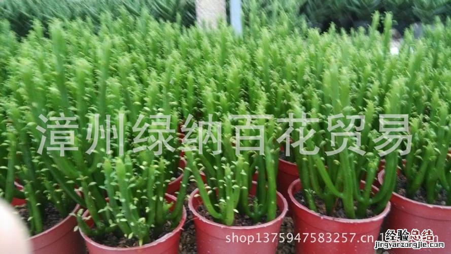 姬珊瑚怎么修剪