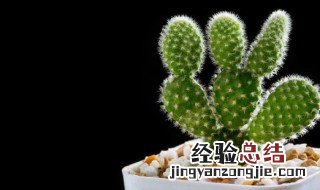 冬季适合养什么植物 冬季适合养的植物推荐