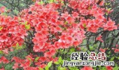 杜鹃花适合在室内养吗 杜鹃花是否适合在室内养的解析