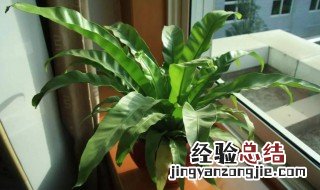 最好养的室内植物有哪些 最好养的室内绿植有哪些