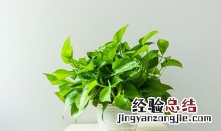 适合家养的水生植物有哪些 适合家中养的水生植物