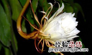 昙花什么时候开花几点钟开花 昙花什么时候开花花期在几月份