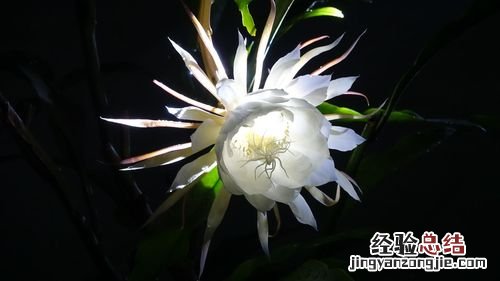 昙花能放在室内吗