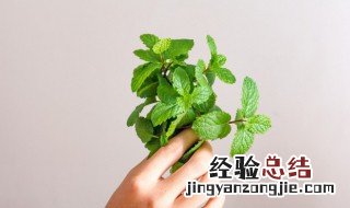 薄荷叶和什么泡茶 薄荷叶和什么泡茶比较好