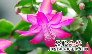 蟹爪莲嫁接技巧 蟹爪莲嫁接技巧介绍