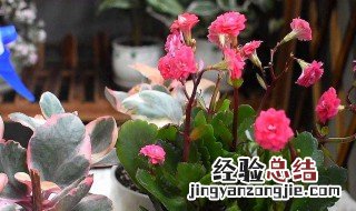 长寿花催花技巧 长寿花怎么催花