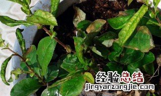 海棠花上有很多小黑虫怎么办图片 海棠花上有很多小黑虫怎么办