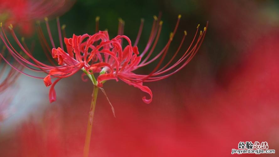 曼珠沙华的花语，曼珠沙华图片