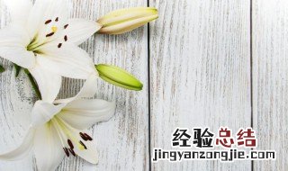 百合花不开花怎么办 百合花怎么不开花呢