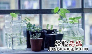 关于绿色植物的说说 绿色植物的简短句子