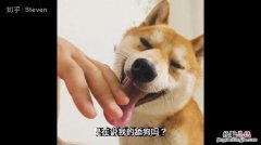 什么是舔狗