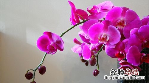 这10种花寓意幸福团圆，过年过节家里一定要种！