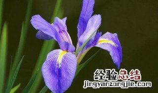 蓝色的花代表什么意思 蓝色的花象征着什么