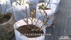 月季花冬季要怎么养