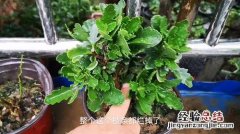 自己在家沤花肥又臭又慢？教你4招1个月就能做好肥，还没味