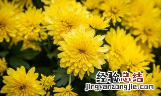 菊花怎样保鲜时间更长一点呢 鲜菊花怎么保存时间长