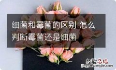 细菌和霉菌的区别 怎么判断霉菌还是细菌