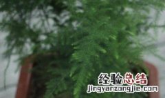 唐山文竹养殖方法和注意事项图片 唐山文竹养殖方法和注意事项