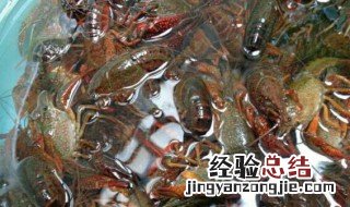河虾和龙虾怎么洗 河龙虾怎么做好吃