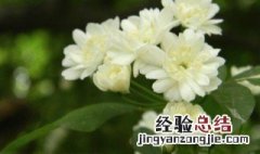 香花的养殖方法与注意事项