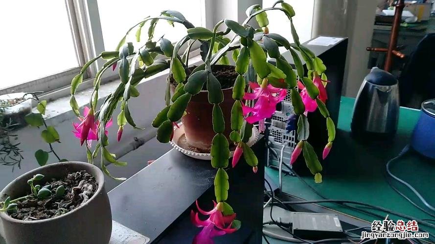 蟹爪兰不开花要怎么办